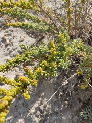 Salsola papillosa