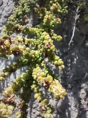 Salsola papillosa