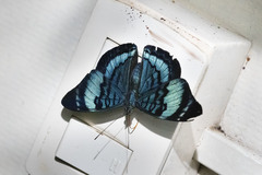 Panacea procilla divalis