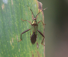 Cloresmus pulchellus