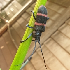 Ceroplesis orientalis