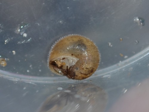 Silky Snail
