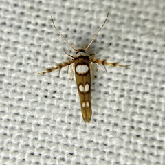 Stathmopoda triselena