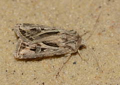 Agrotis bifurca