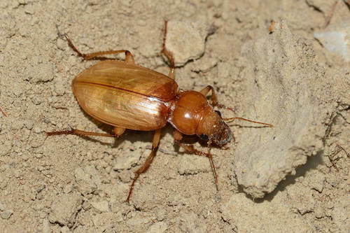 Harbola Insect Subgenus Harpalodema · iNaturalist