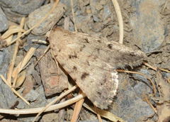 Caradrina eucrinospila