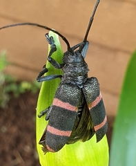 Ceroplesis orientalis