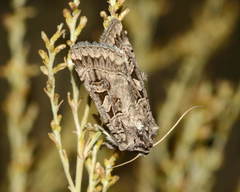 Eugnorisma atrabaelbops