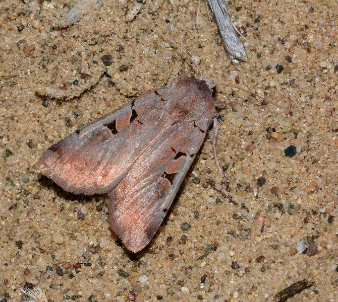 Eugnorisma ignoratum