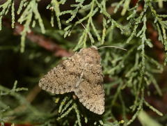 Polymixis colluta