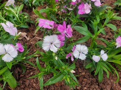 Dianthus chinensis