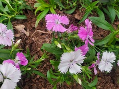 Dianthus chinensis