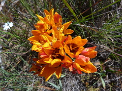 Ixia calendulacea