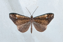 Macrosoma muscerdata