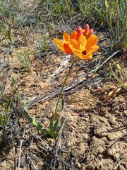Ixia calendulacea