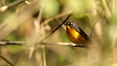 Basileuterus lachrymosus