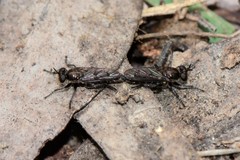 Bromotheres australis