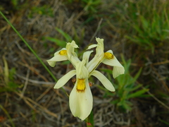 Moraea angusta