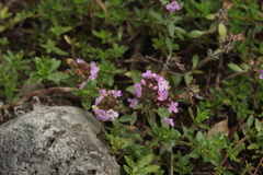 Thymus proximus