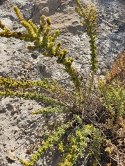 Salsola papillosa