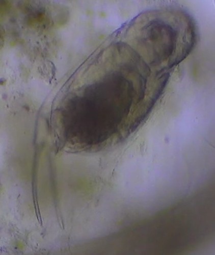 Cephalodella gibba