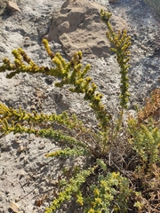 Salsola papillosa