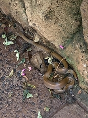 Boaedon fuliginosus