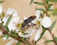 Phlogistus chrysurus