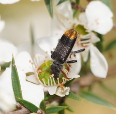 Phlogistus chrysurus