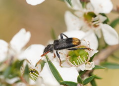 Phlogistus chrysurus