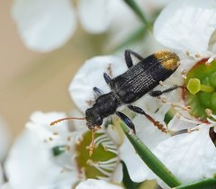 Phlogistus chrysurus