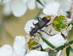 Phlogistus chrysurus