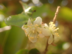 Schizolaena parviflora image