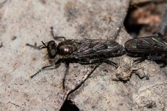 Bromotheres australis