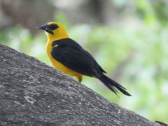 Gymnomystax mexicanus