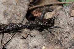Bromotheres australis