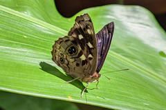 Eunica concordia
