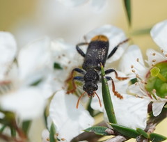 Phlogistus chrysurus
