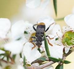 Phlogistus chrysurus