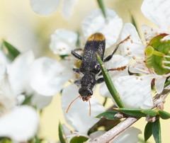 Phlogistus chrysurus