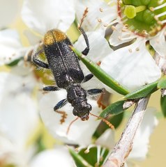 Phlogistus chrysurus