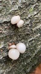 Oudemansiella mucida