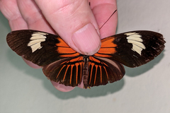 Heliconius melpomene malleti