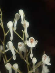 Microcoelia perrieri image