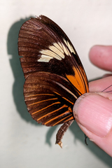 Heliconius melpomene malleti