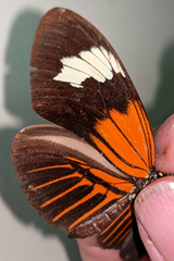 Heliconius melpomene malleti