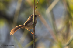 Prinia inornata