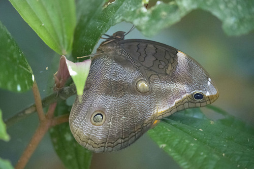 Xanthicles Owl-Butterfly