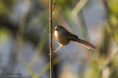 Prinia inornata