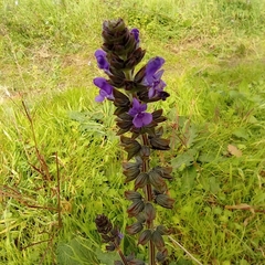 Salvia verbenaca